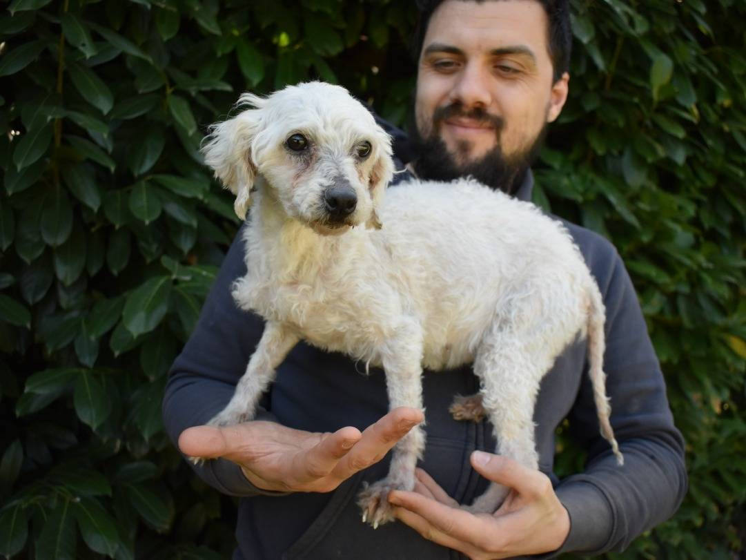Adotta il cane Tulle a Roma