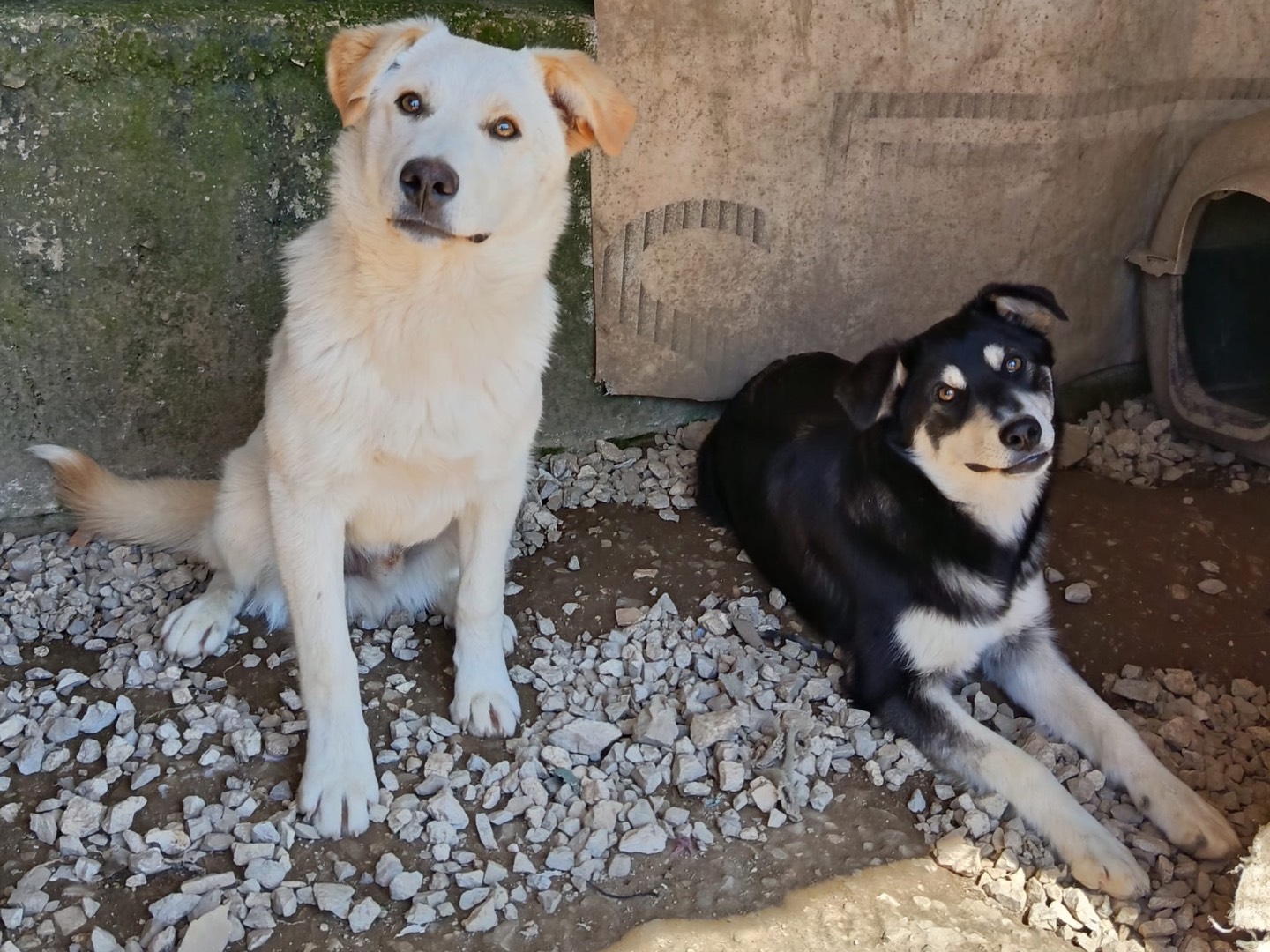 Vuoi adottare un cane a Avellino?