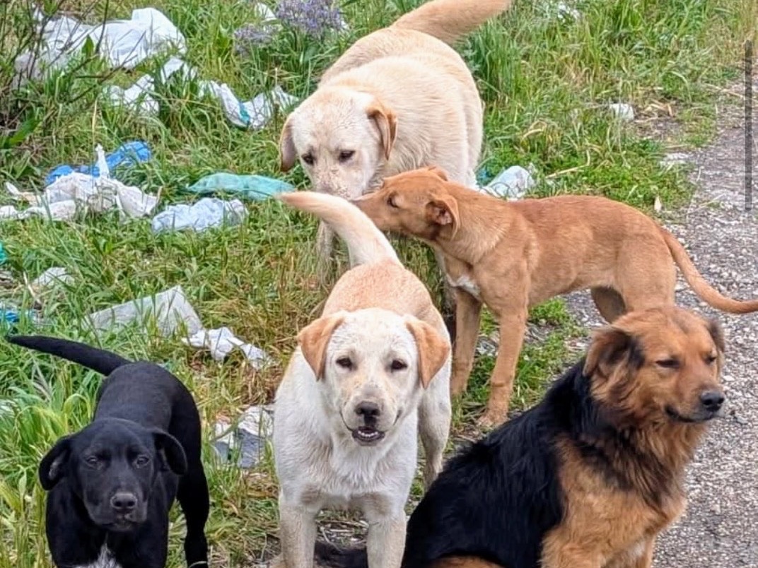 Adozione cane, maschio, Labrador Retriever Razza sconosciuta, 5 mesi, taglia media, Napoli