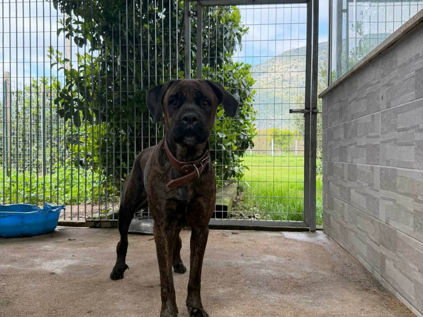 Adozione cane, femmina, Corso Razza sconosciuta, 4 anni, taglia grande, Latina