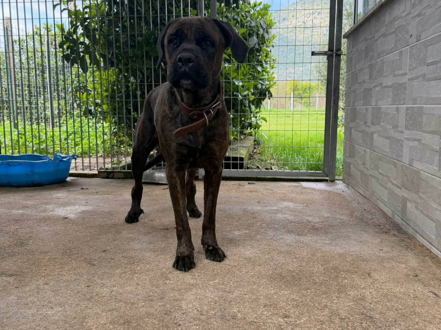 Adotta un cane, femmina, 4 anni, Latina