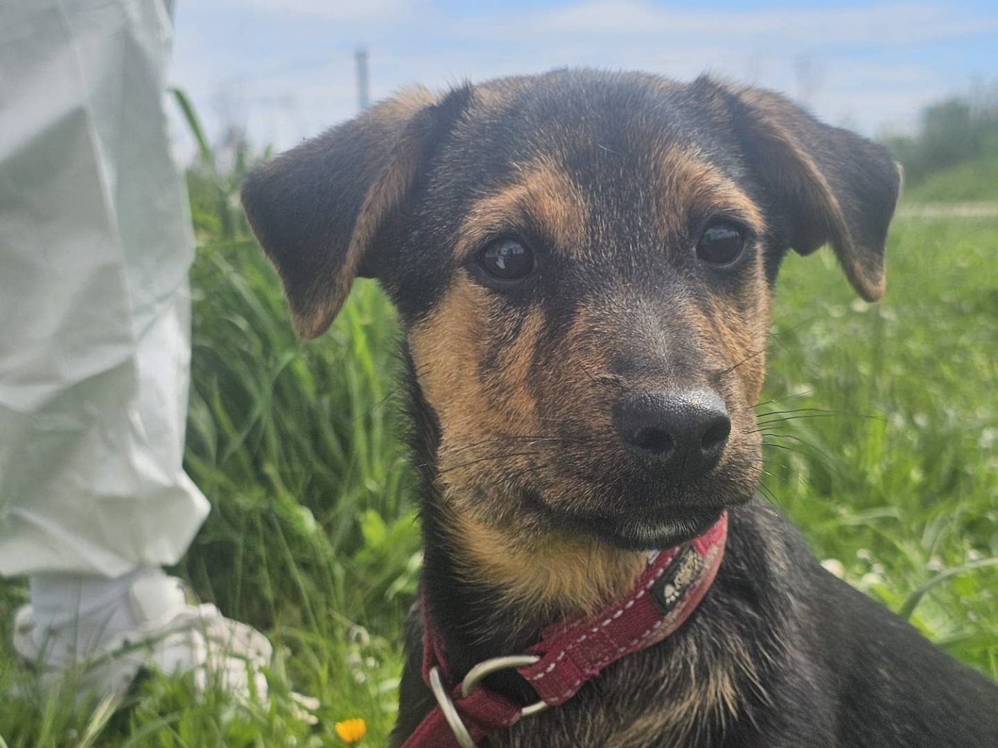 Adozione cane, femmina, Razza sconosciuta Razza sconosciuta, 4 mesi, taglia media contenuta, Crotone