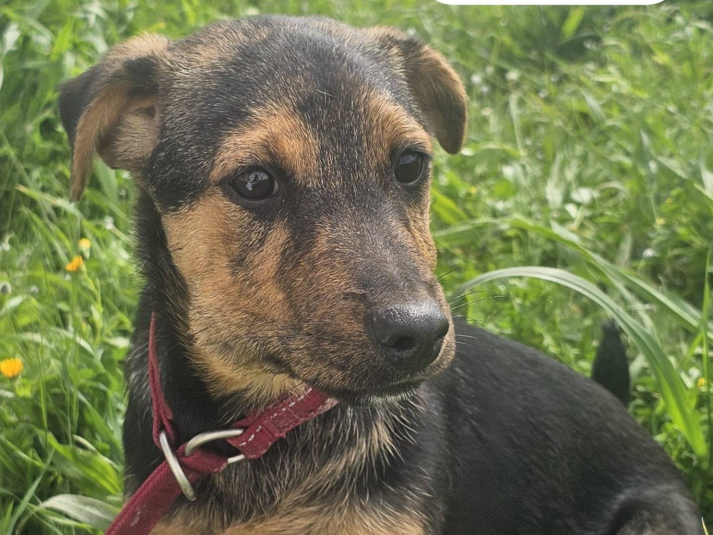 Adotta un cane, femmina, 4 mesi, Crotone