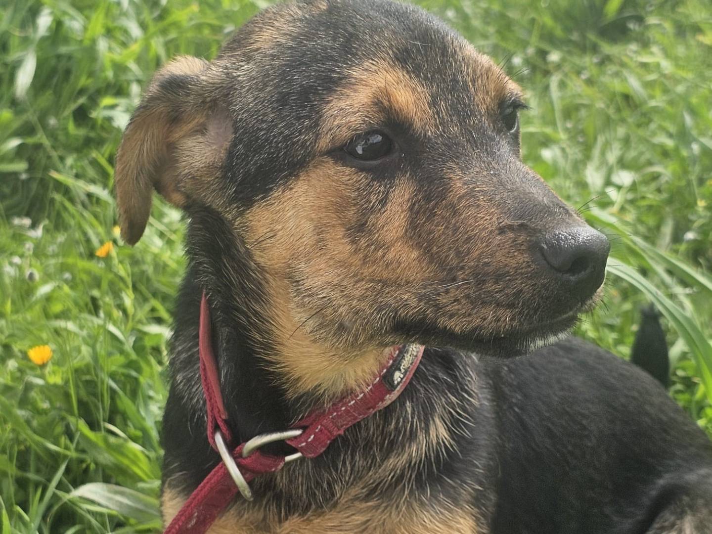 Adotta un cane, taglia media contenuta, femmina, Crotone