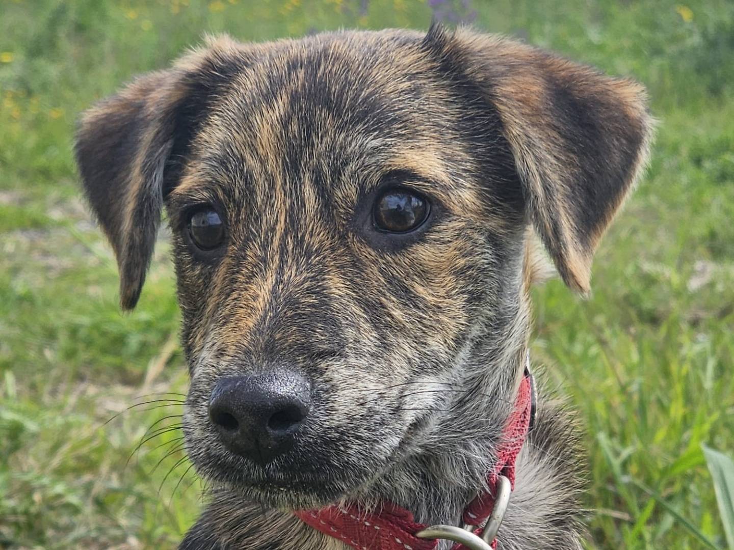 Adozione cane, maschio, Razza sconosciuta Razza sconosciuta, 4 mesi, taglia media contenuta, Crotone