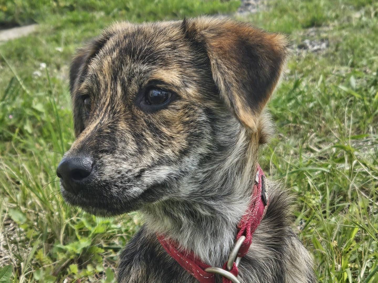 Adotta un cane, maschio, 4 mesi, Crotone