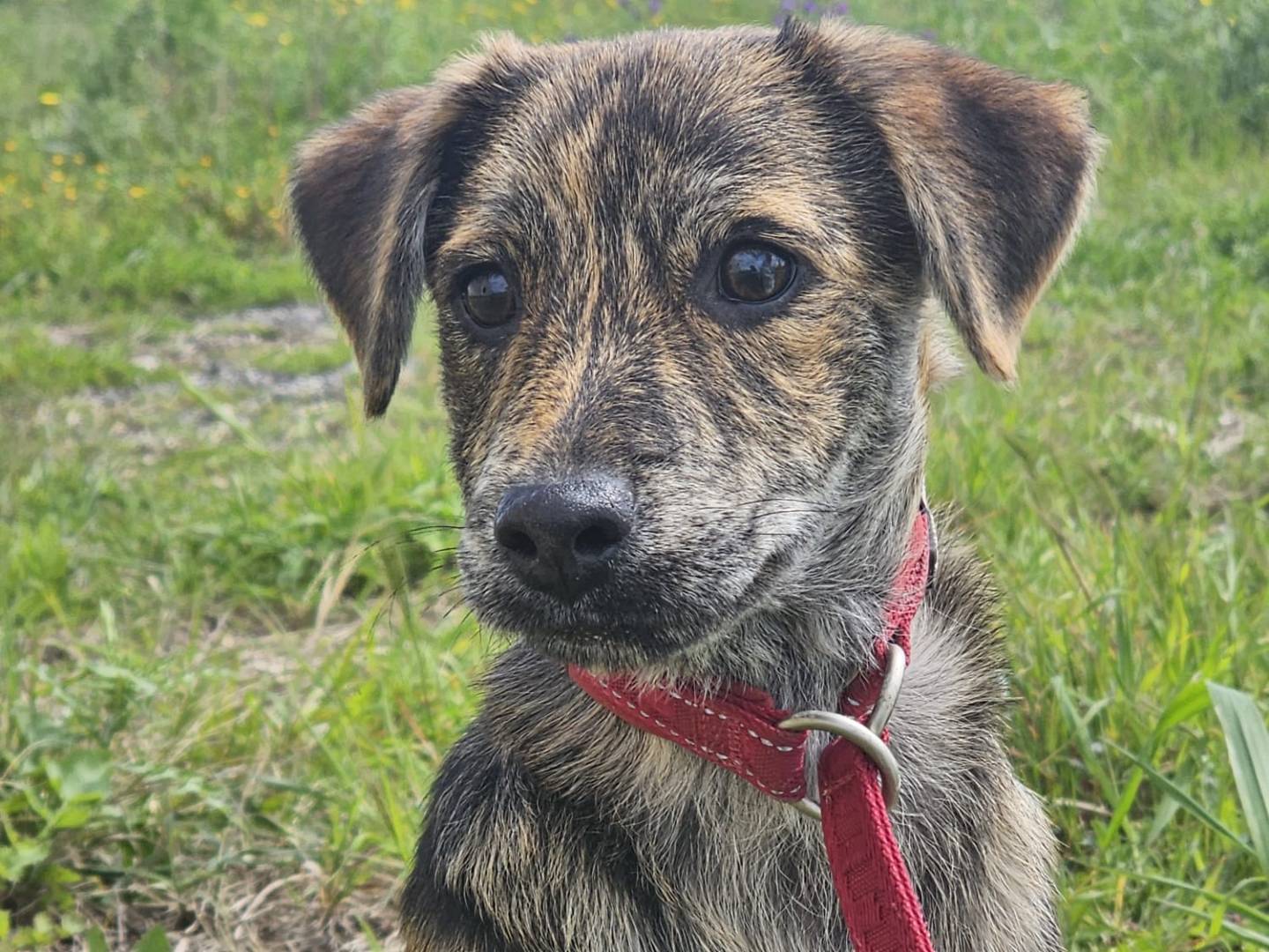 Adotta un cane, taglia media contenuta, maschio, Crotone