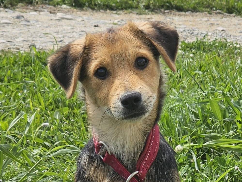 Adozione cane, maschio, Razza sconosciuta Razza sconosciuta, 4 mesi, taglia media contenuta, Crotone
