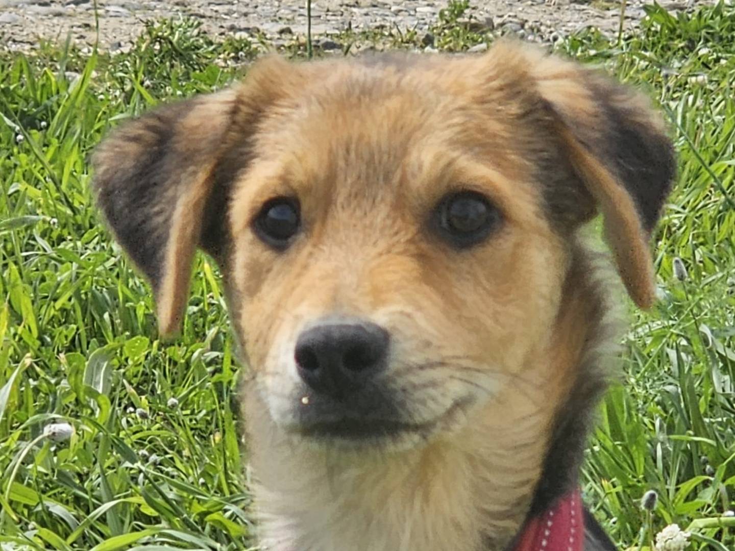 Adotta un cane, maschio, 4 mesi, Crotone