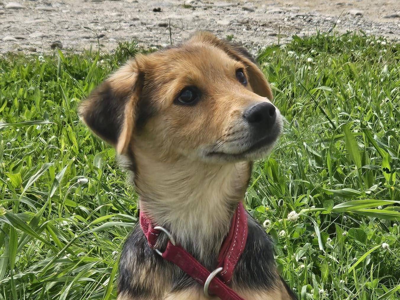 Adotta un cane, taglia media contenuta, maschio, Crotone