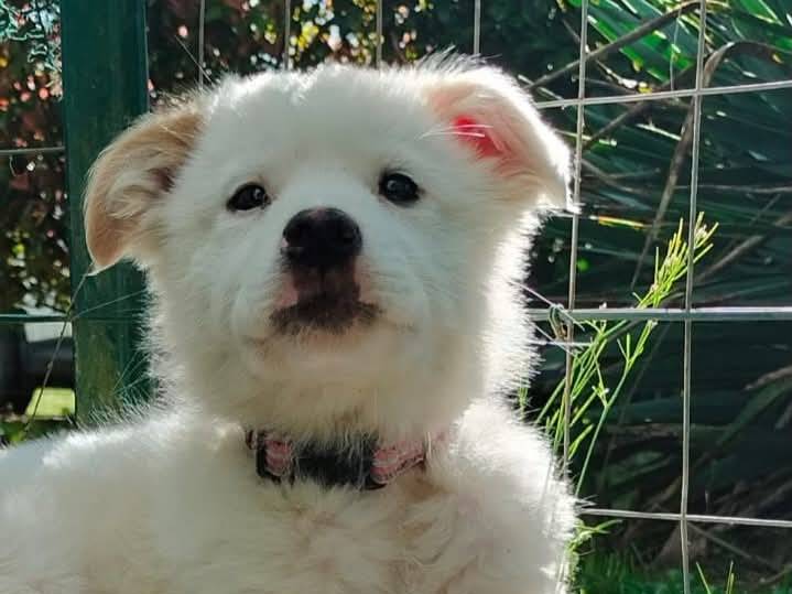 Adozione cane, femmina, Razza sconosciuta Razza sconosciuta, 4 mesi, taglia media, Parma