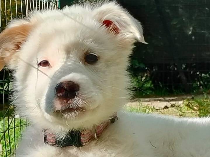 Adotta un cane, taglia media, femmina, Parma