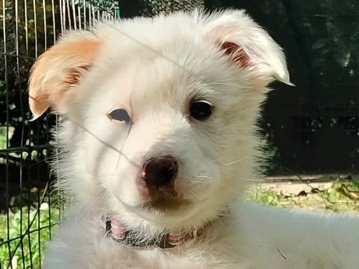 Vuoi adottare un cane a Parma?