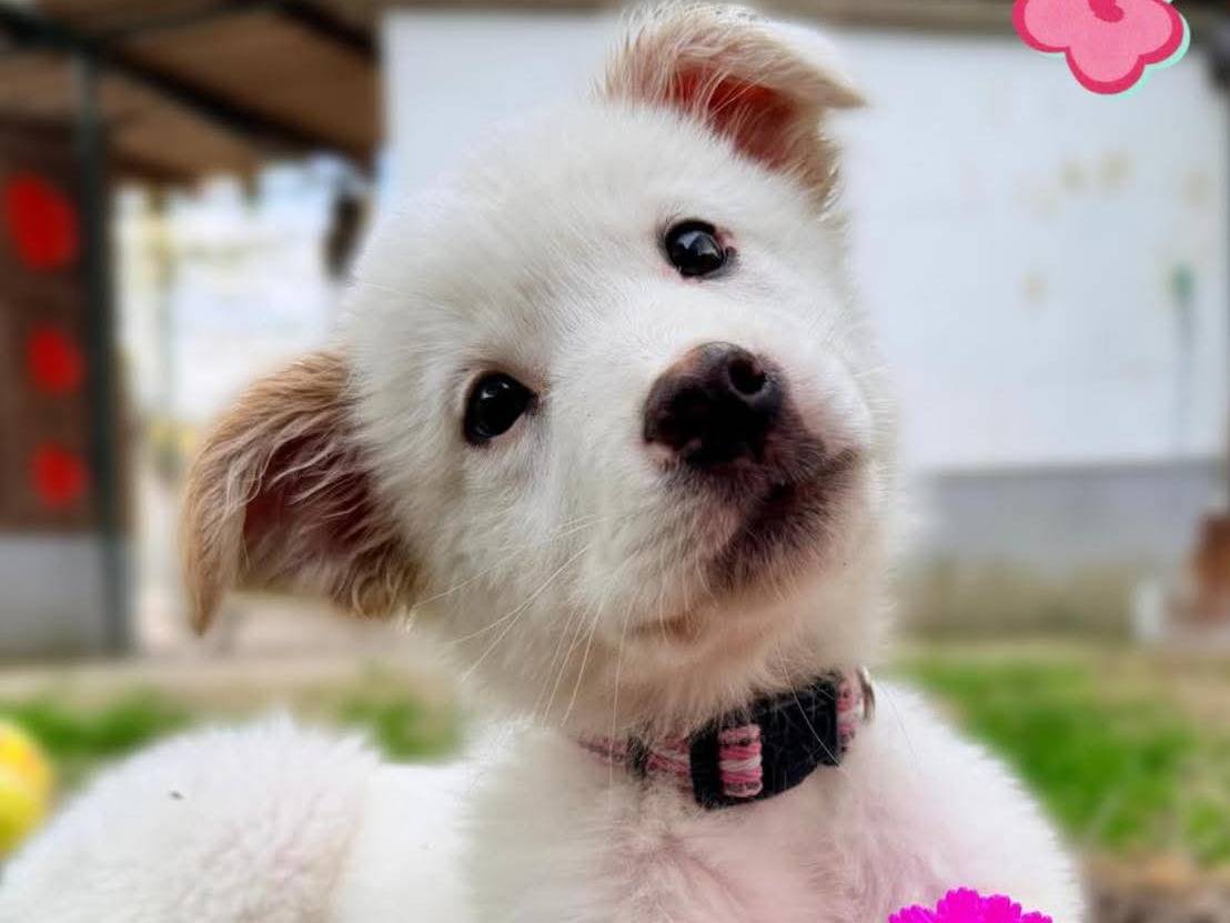 Adotta il cane Barbie a Parma