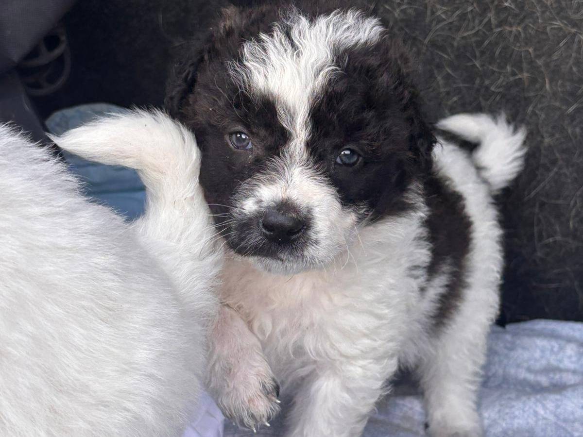 Adozione cane, femmina, Razza sconosciuta Razza sconosciuta, 2 mesi, taglia grande, Ragusa