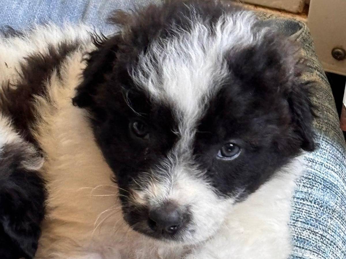 Adotta un cane, femmina, 2 mesi, Ragusa