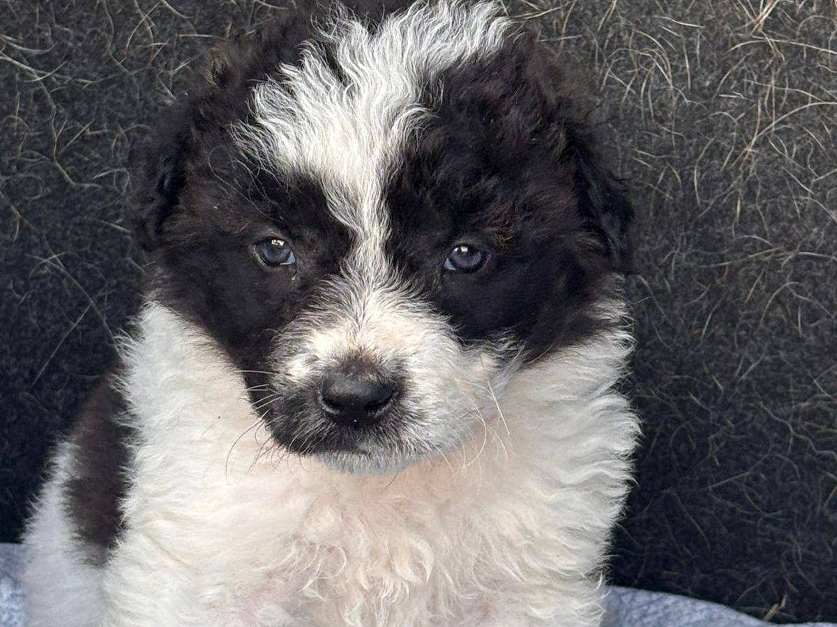 Adotta un cane, taglia grande, femmina, Ragusa