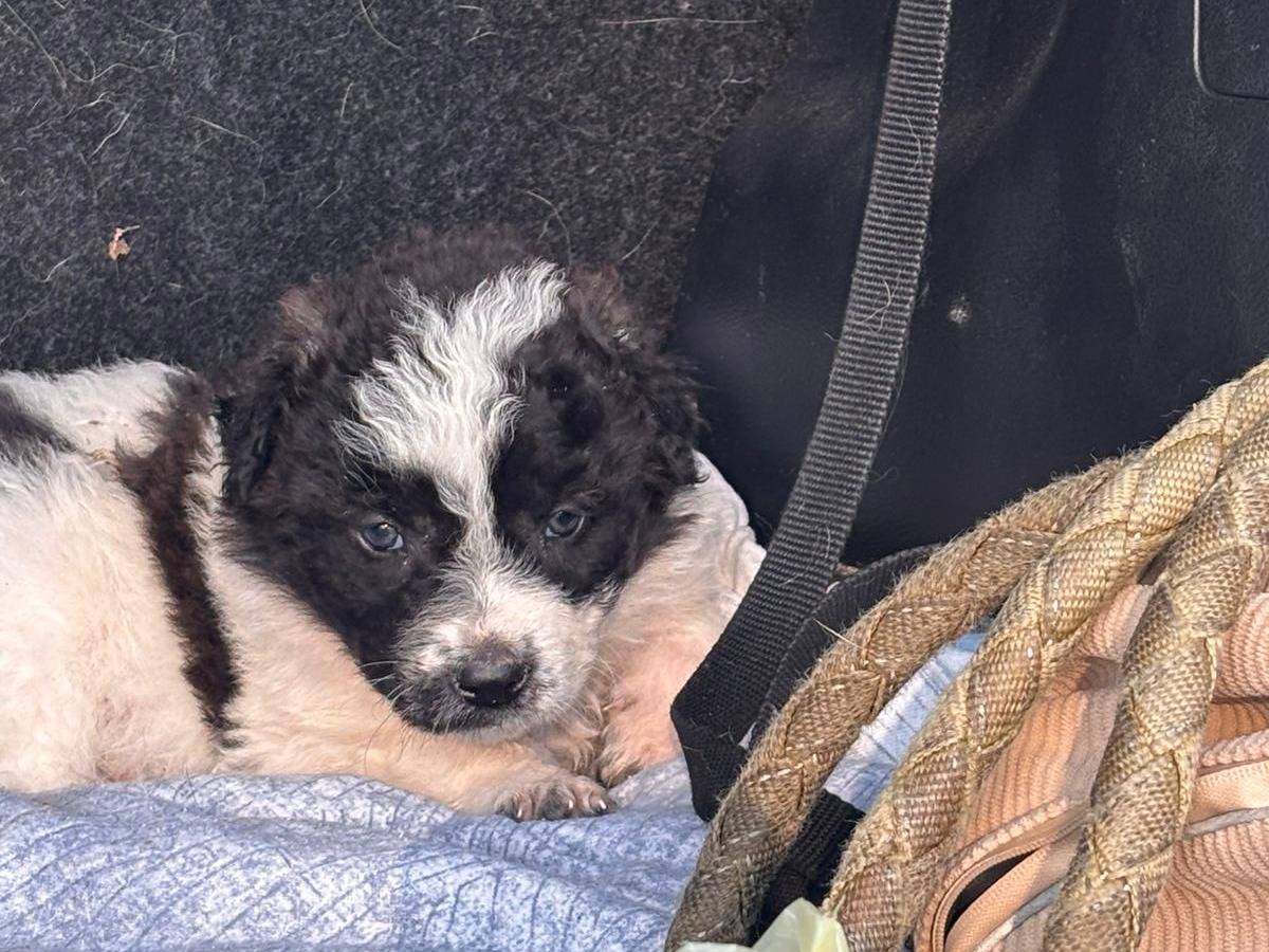 Vuoi adottare un cane a Ragusa?