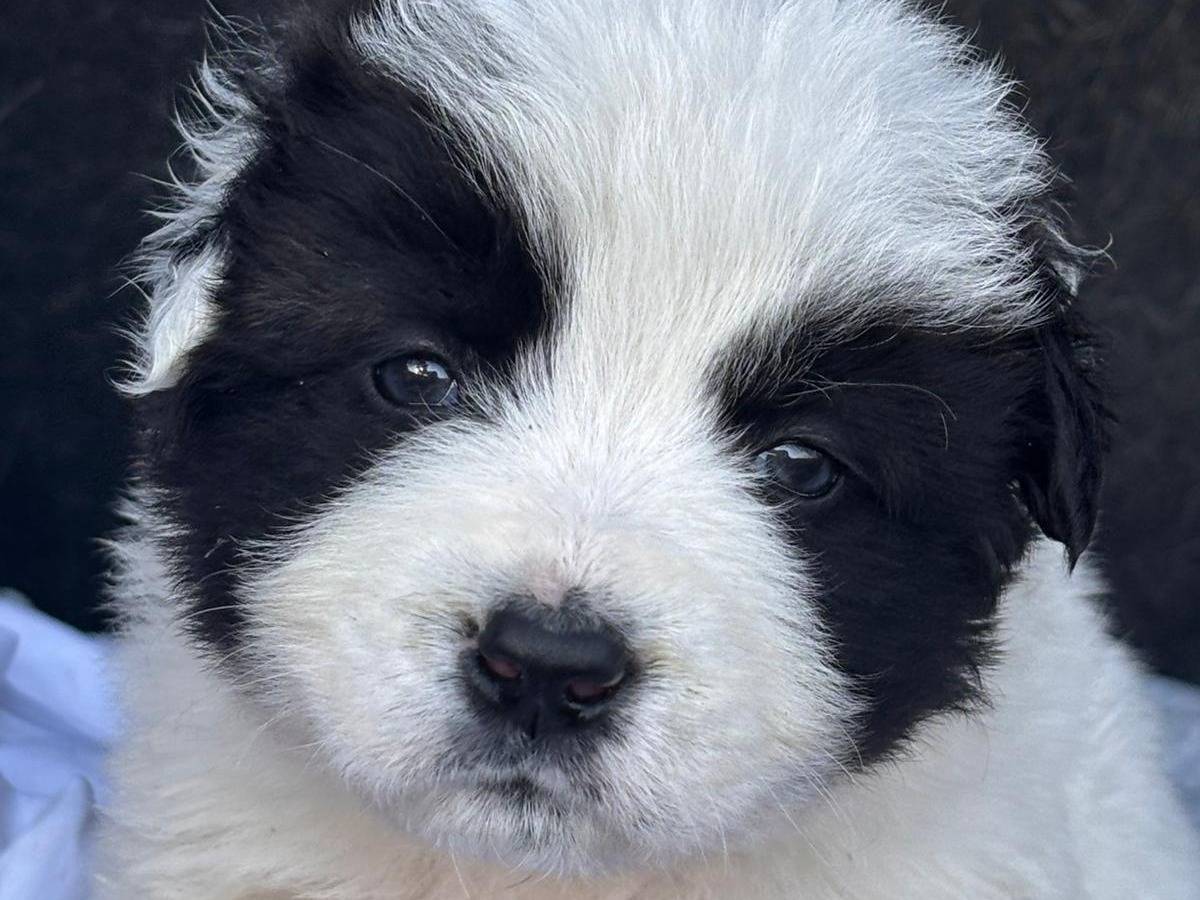 Adozione cane, maschio, Razza sconosciuta Razza sconosciuta, 1 mesi, taglia grande, Ragusa