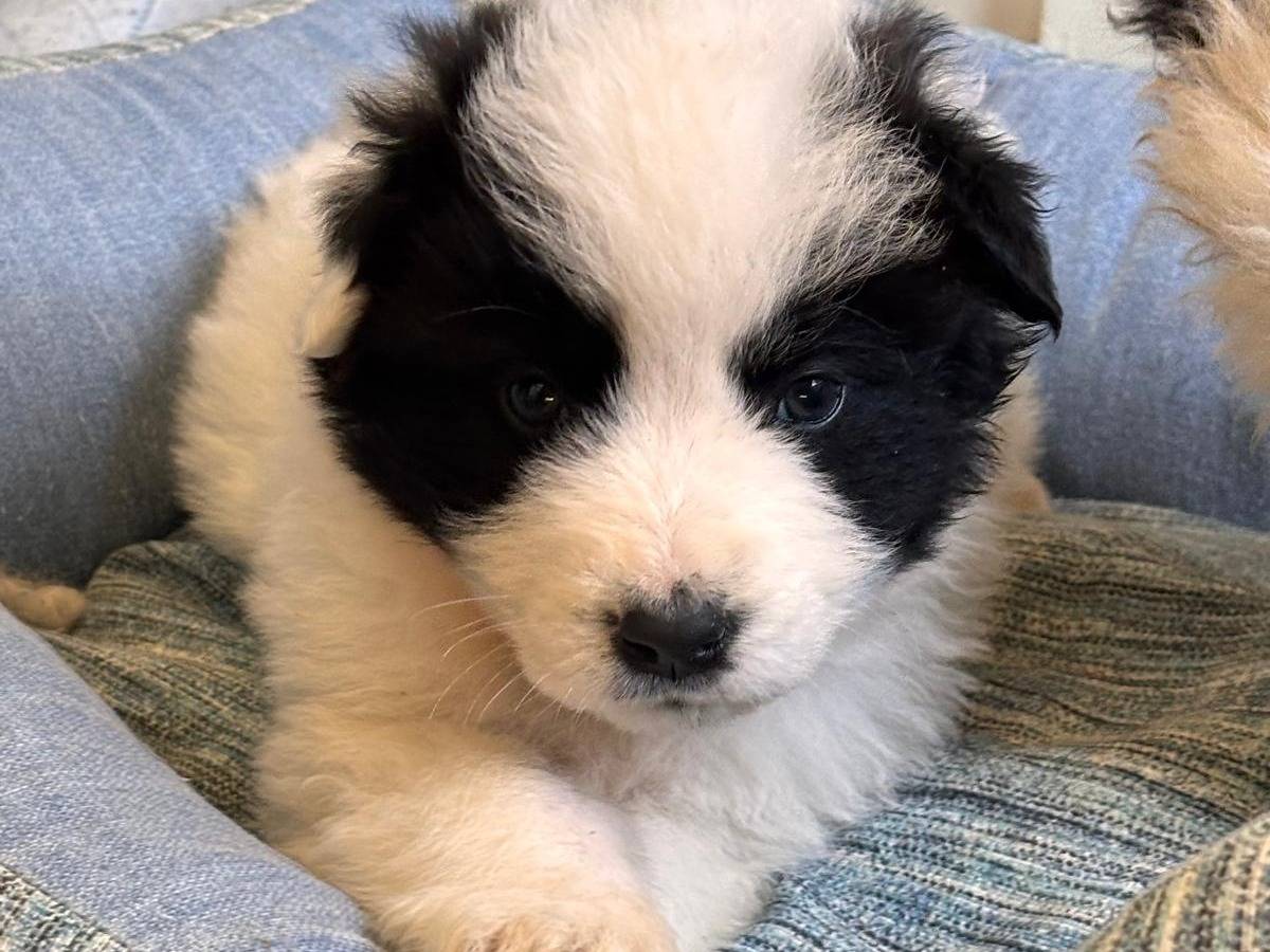 Adotta un cane, maschio, 1 mesi, Ragusa