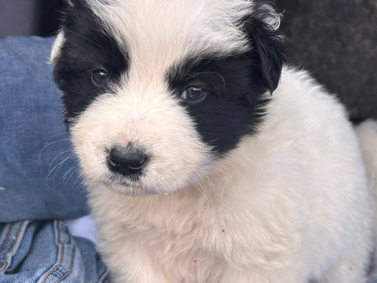 Adotta un cane, taglia grande, maschio, Ragusa