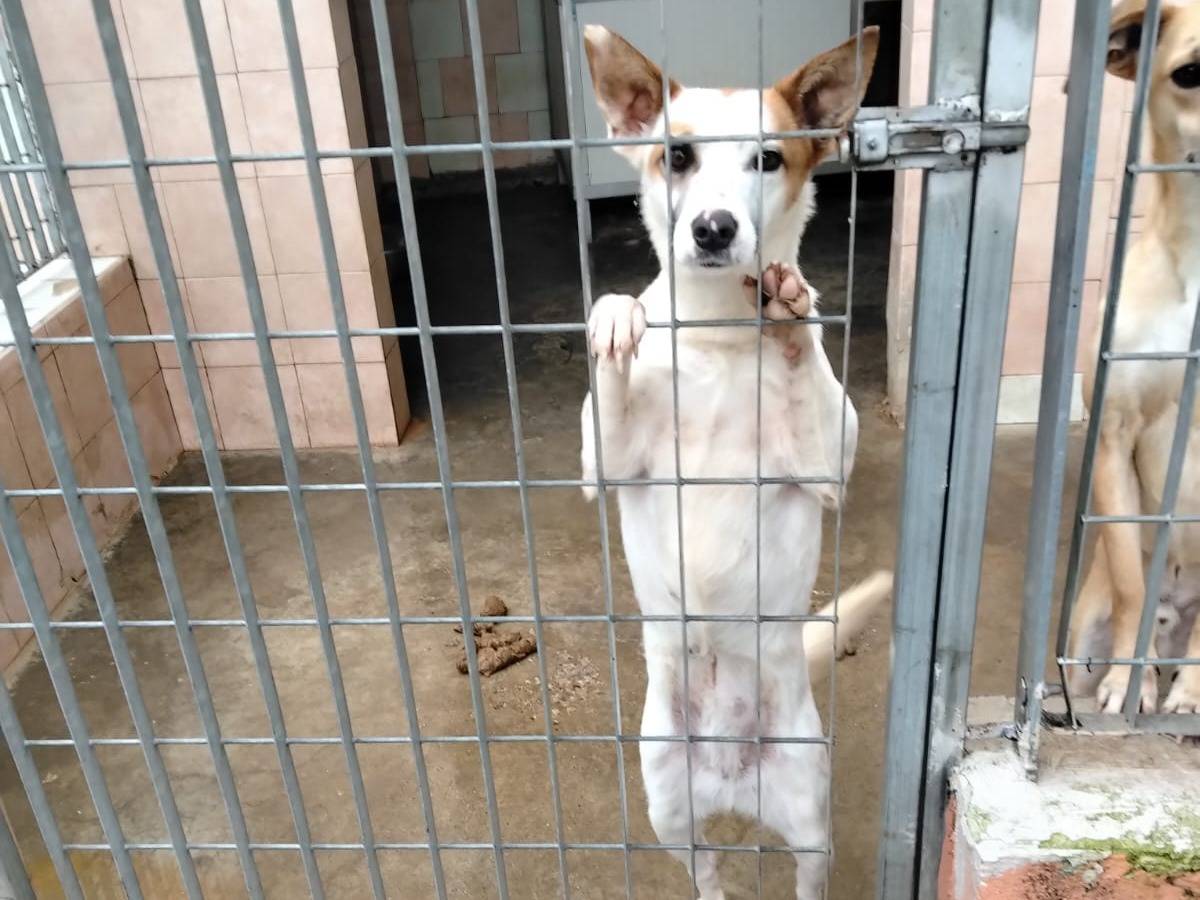 Adozione cane, femmina, Jack Russell Terrier Razza sconosciuta, 1 anno e 11 mesi, taglia piccola, Benevento