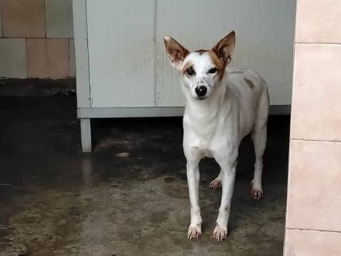 Adotta un cane, femmina, 1 anno e 11 mesi, Benevento