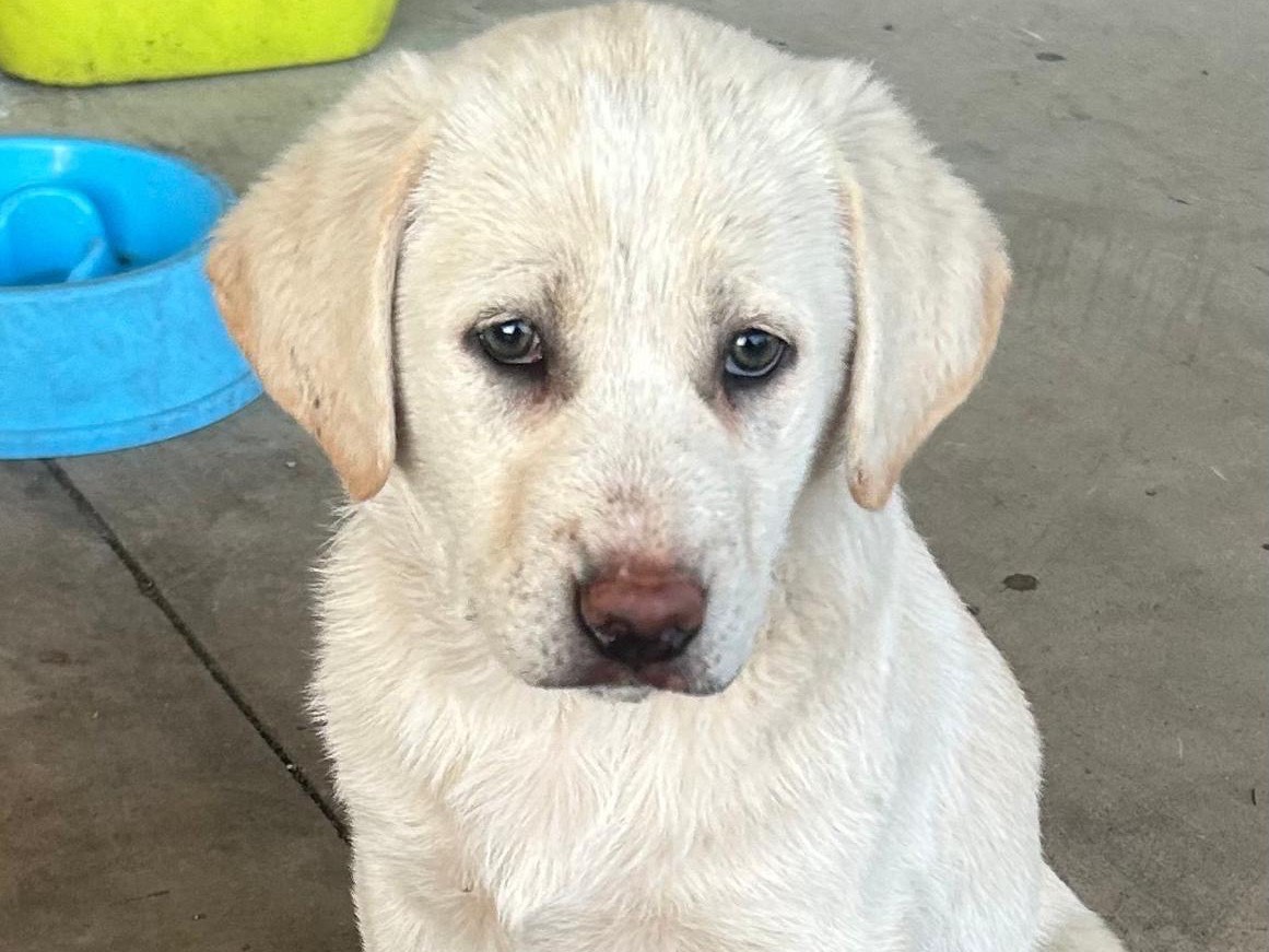 Adotta un cane, femmina, 3 mesi, Siracusa