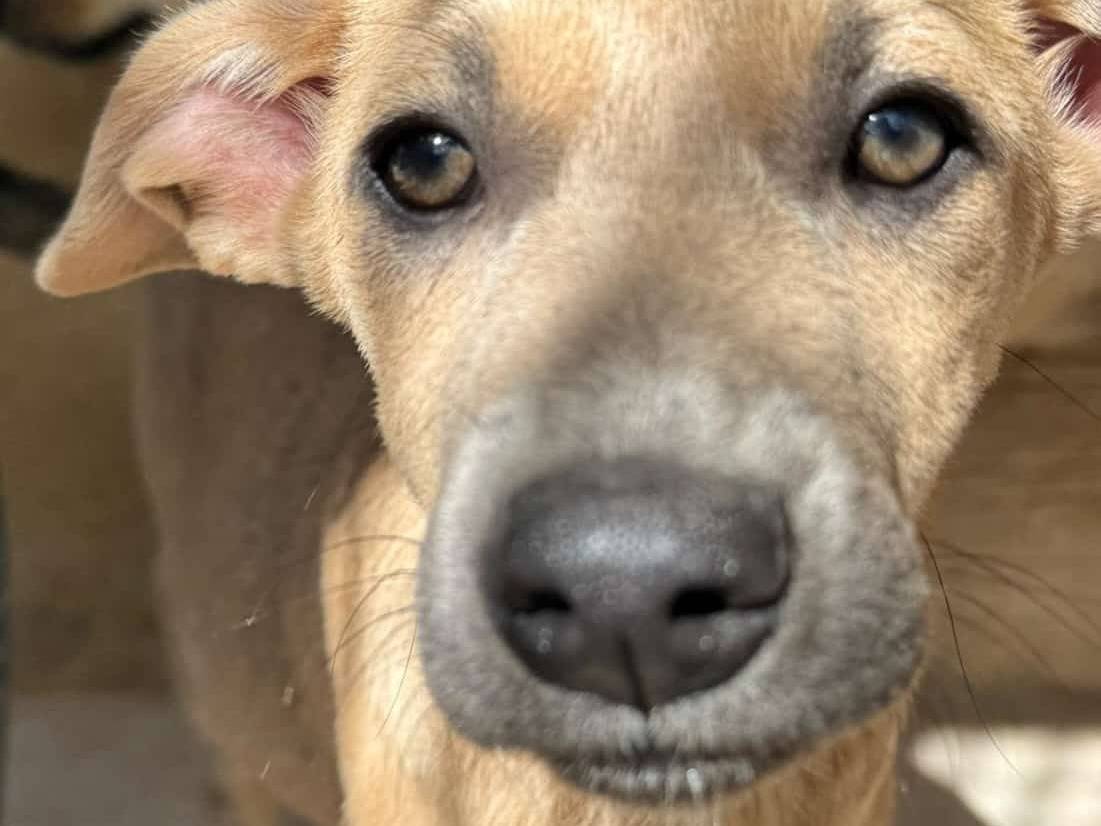 Adozione cane, maschio, Razza sconosciuta Razza sconosciuta, 8 mesi, taglia media contenuta, Barletta