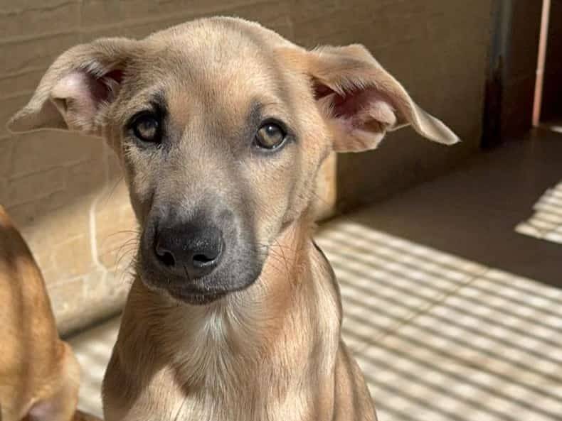 Adotta un cane, maschio, 8 mesi, Barletta