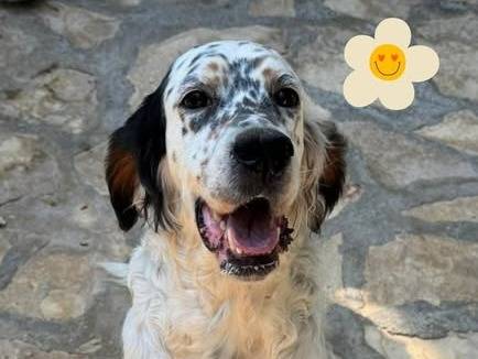 Adozione cane, femmina, Razza sconosciuta Razza sconosciuta, 4 anni e 5 mesi, taglia media, Barletta