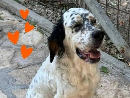 Adotta un cane, femmina, 4 anni e 5 mesi, Barletta