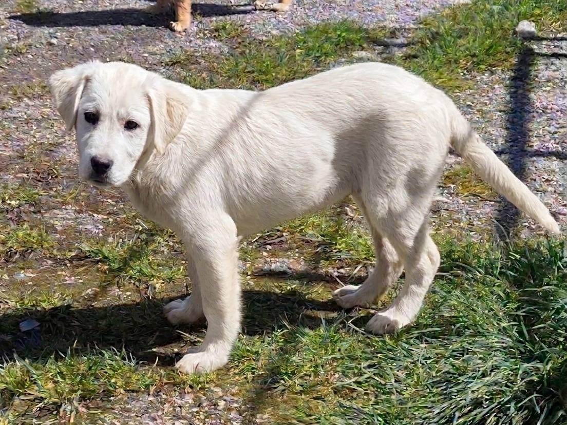 Adozione cane, maschio, Labrador Retriever Razza sconosciuta, 5 mesi, taglia grande, Potenza
