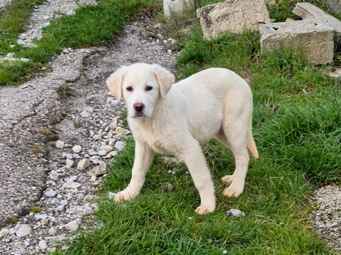 Adotta un cane, maschio, 5 mesi, Potenza