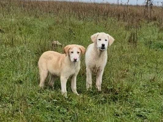Adotta un cane, taglia grande, maschio, Potenza