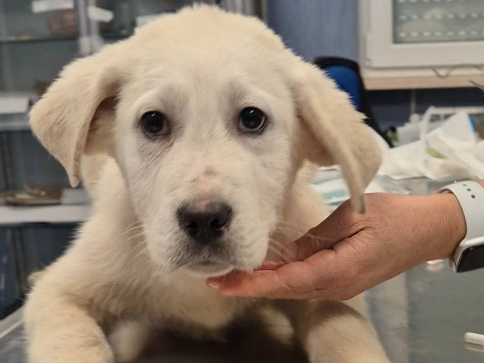 Vuoi adottare un cane a Potenza?