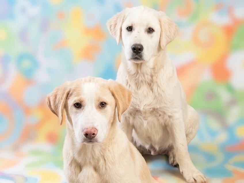 Adotta il cane Rai a Potenza