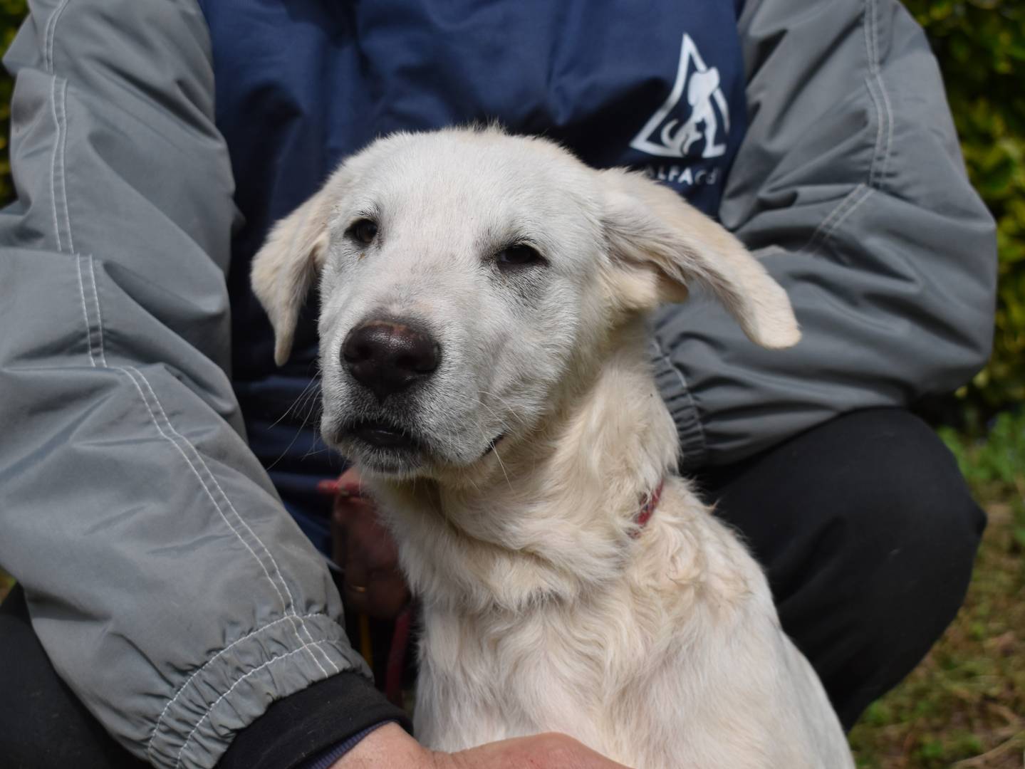 Adozione cane, maschio, Pastore maremmano Razza sconosciuta, 4 mesi, taglia grande, Roma