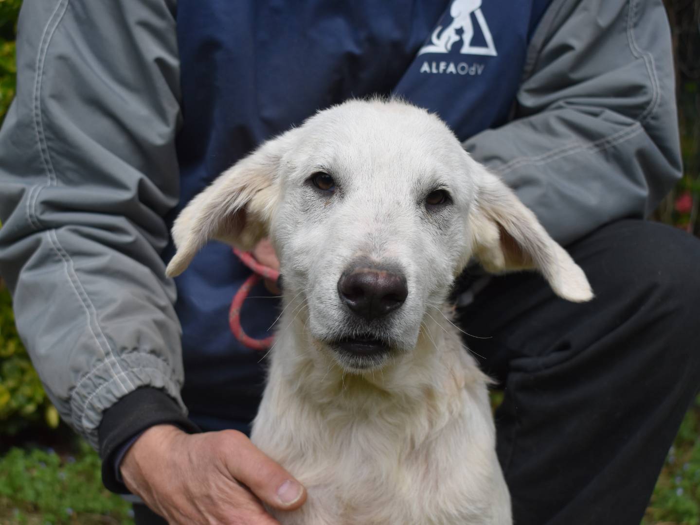 Adotta un cane, maschio, 4 mesi, Roma