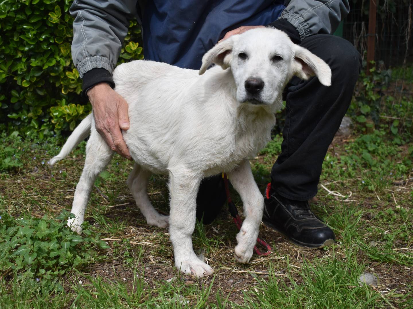 Vuoi adottare un cane a Roma?