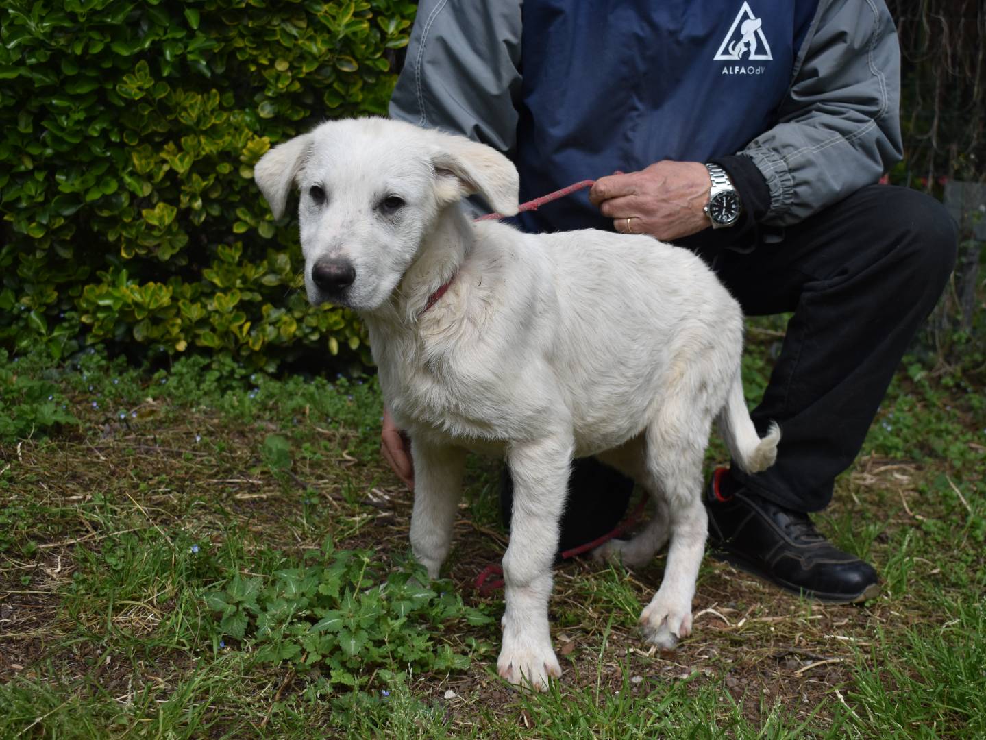 Adotta il cane Hectorin a Roma