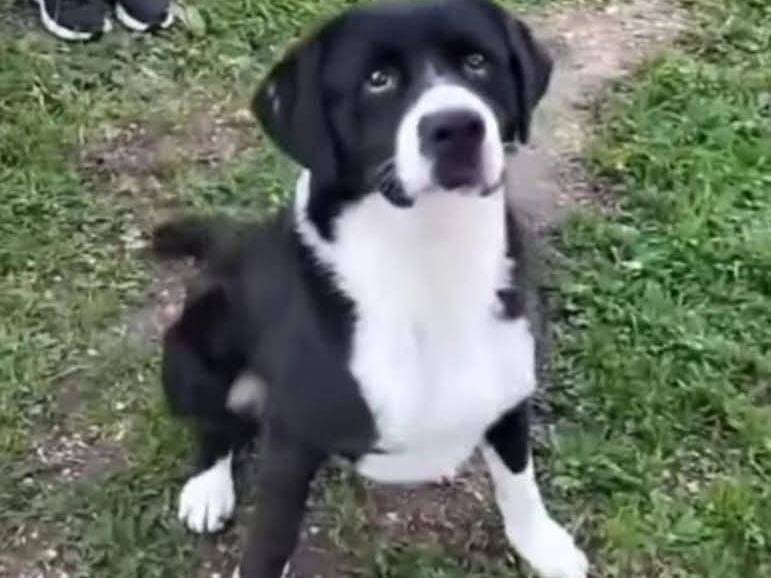 Adozione cane, maschio, Razza sconosciuta Razza sconosciuta, 2 anni e 11 mesi, taglia media, Bari