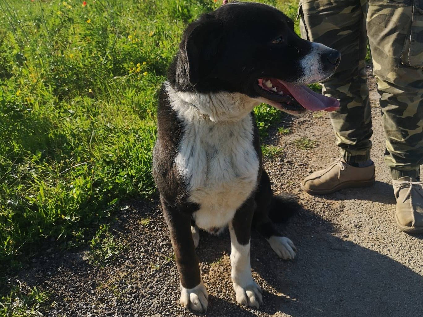 Adotta un cane, maschio, 2 anni e 11 mesi, Bari