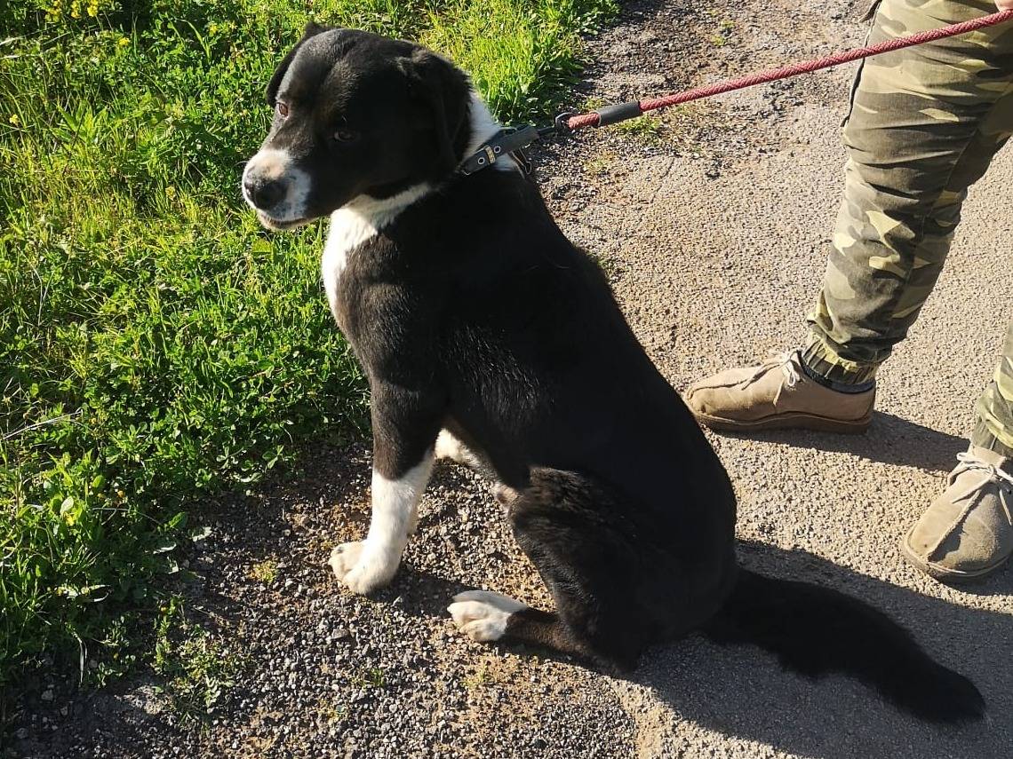 Adotta un cane, taglia media, maschio, Bari