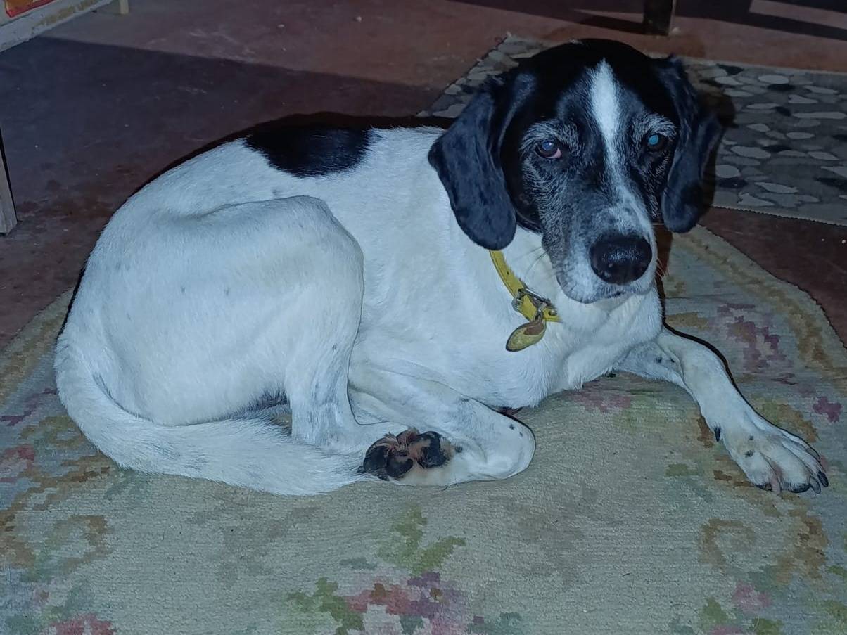 Adozione cane, maschio, Razza sconosciuta Razza sconosciuta, 8 anni e 6 mesi, taglia media, Taranto