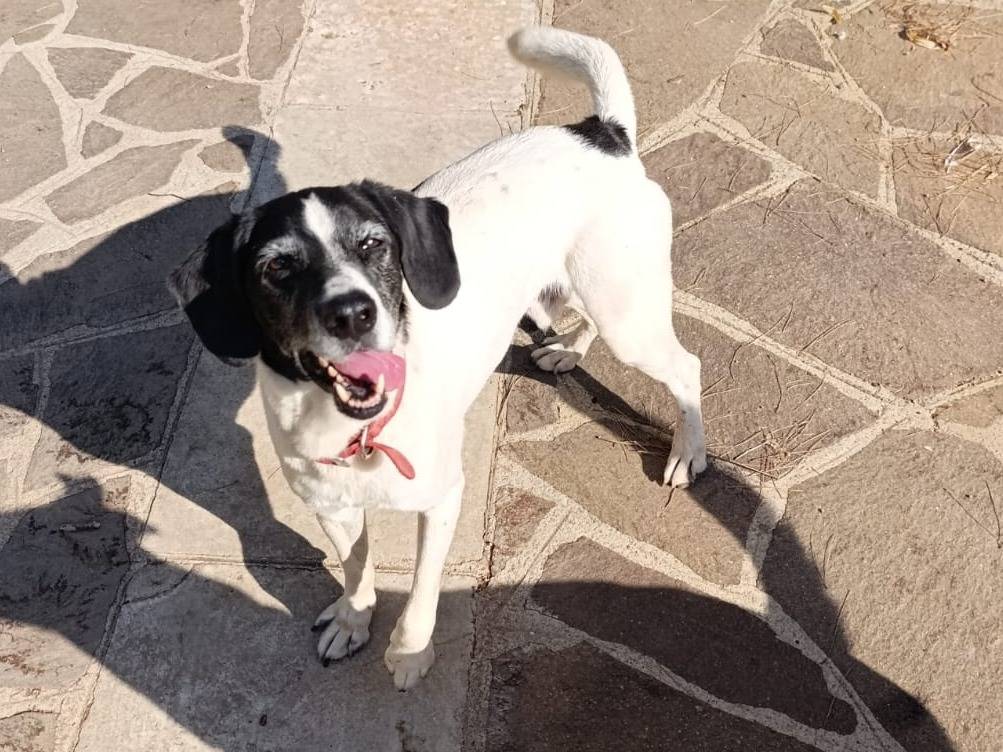 Adotta un cane, maschio, 8 anni e 6 mesi, Taranto
