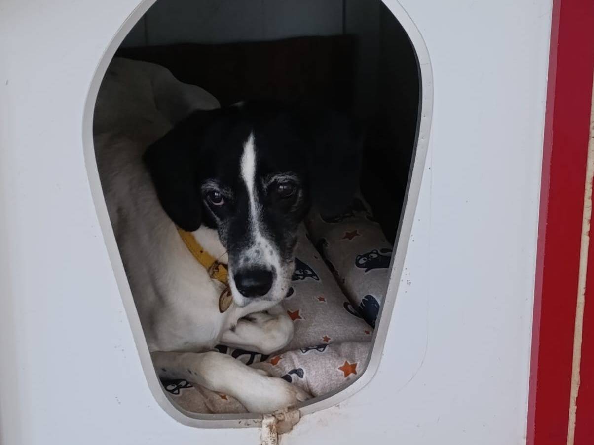 Adotta un cane, taglia media, maschio, Taranto