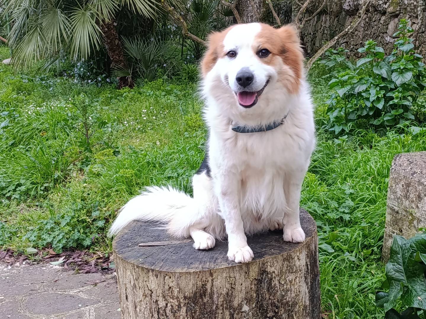 Adozione cane, maschio, Razza sconosciuta Razza sconosciuta, 6 anni e 6 mesi, taglia media, Taranto