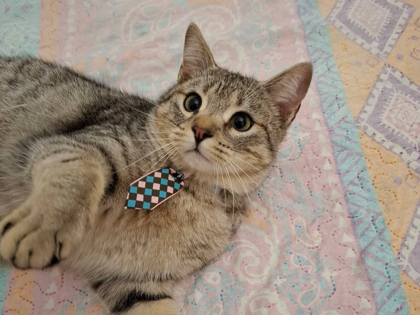 Adozione gatto, maschio, Razza sconosciuta Razza sconosciuta, 1 anno e 2 mesi, taglia non valida, Potenza