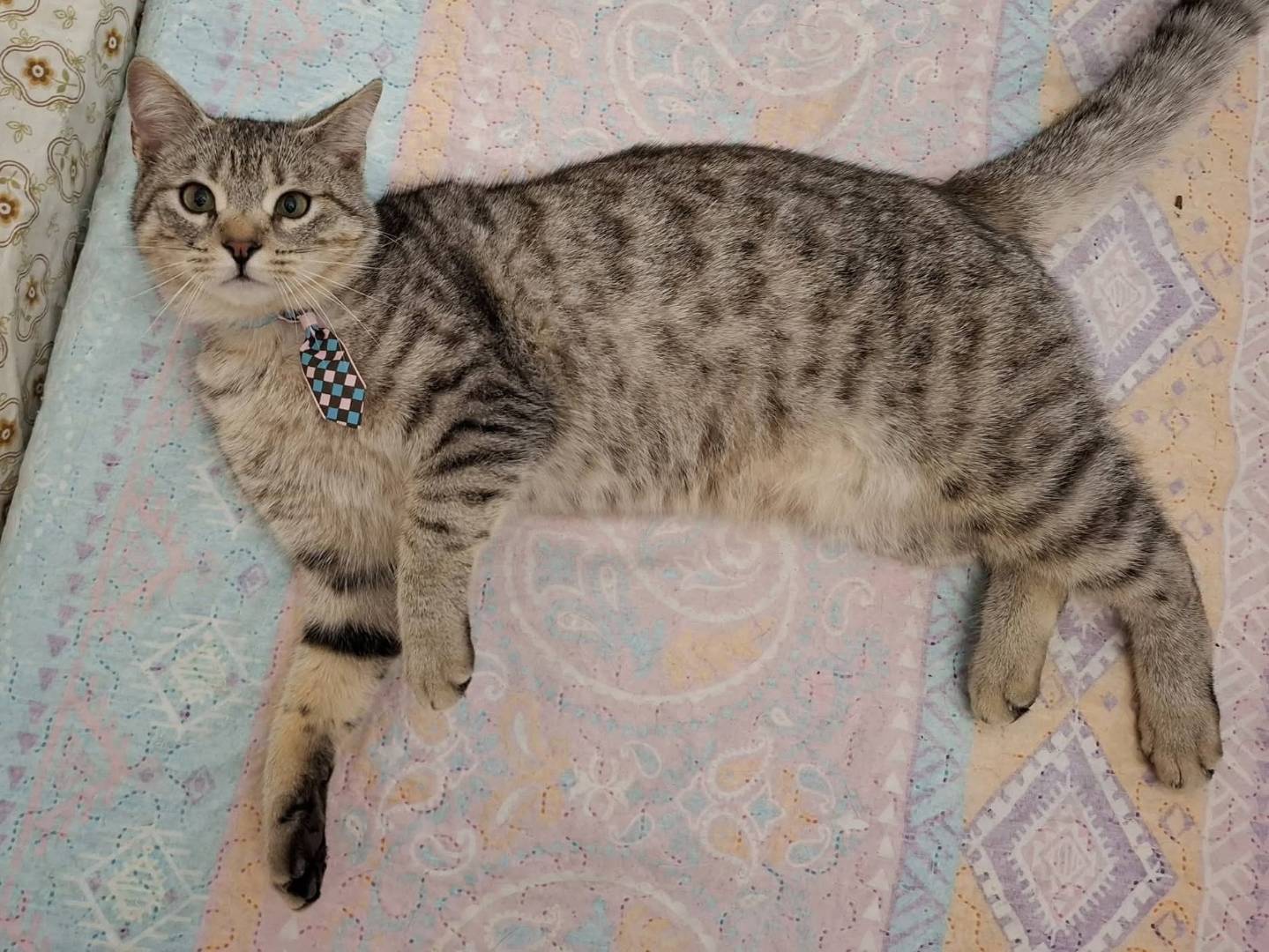 Adotta un gatto, maschio, 1 anno e 2 mesi, Potenza